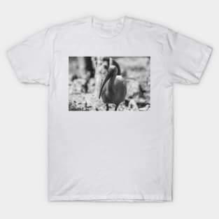 American white ibis black and white T-Shirt